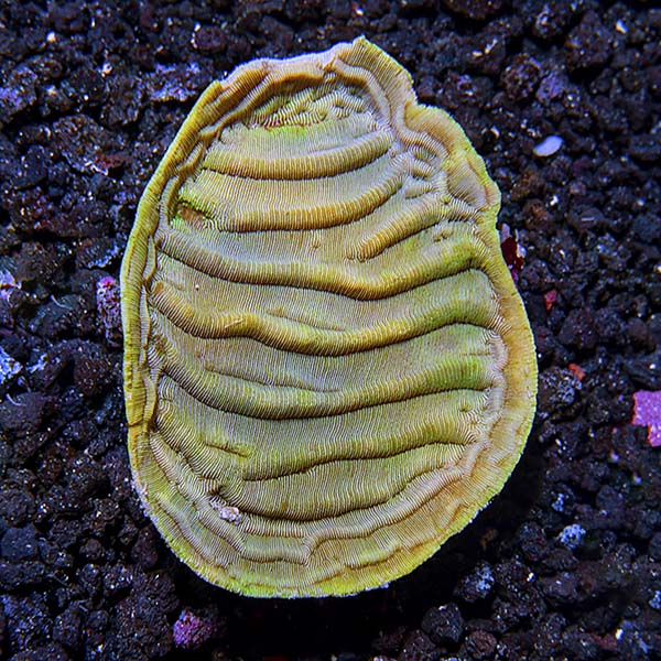 ORA® Aquacultured Elephant Skin Coral ORA® Aquacultured Elephant Skin Coral